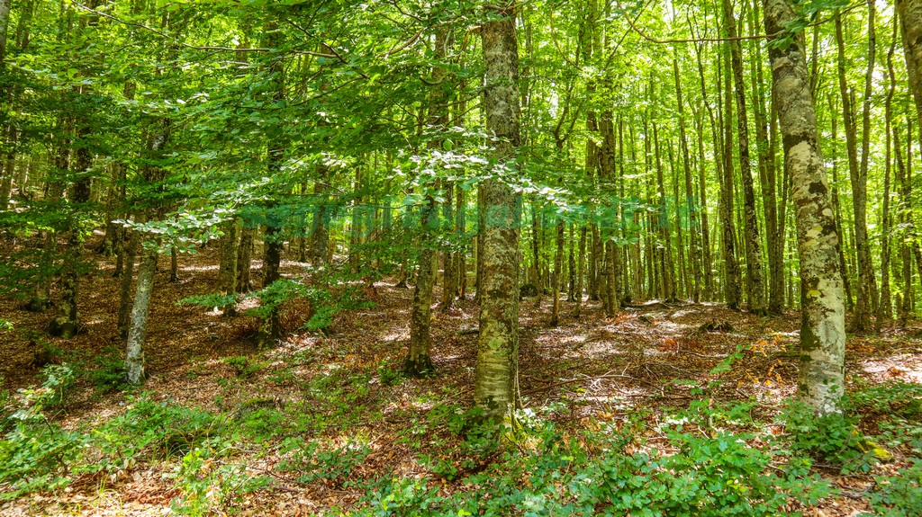 Monte Terminillo Bosco Vallonina