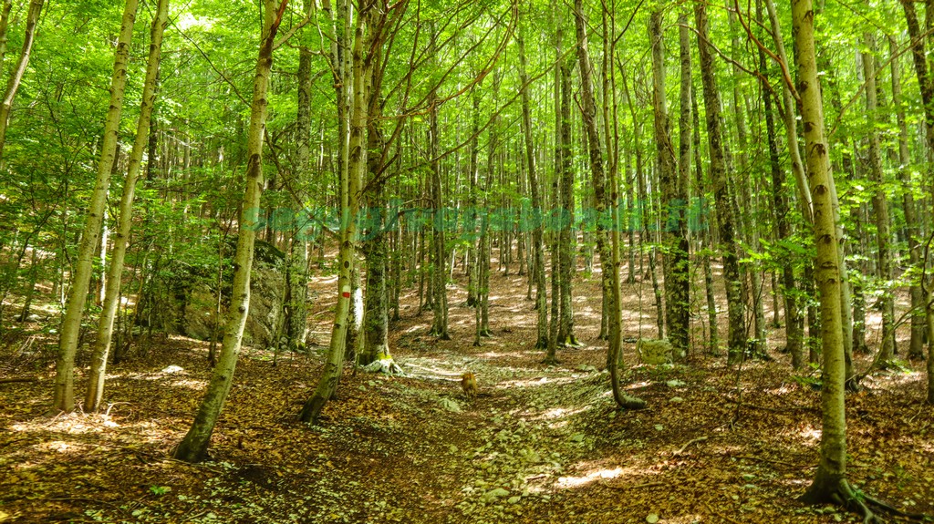 Monte Terminillo Bosco Vallonina