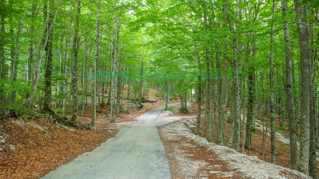 Monte Terminillo Bosco Vallonina